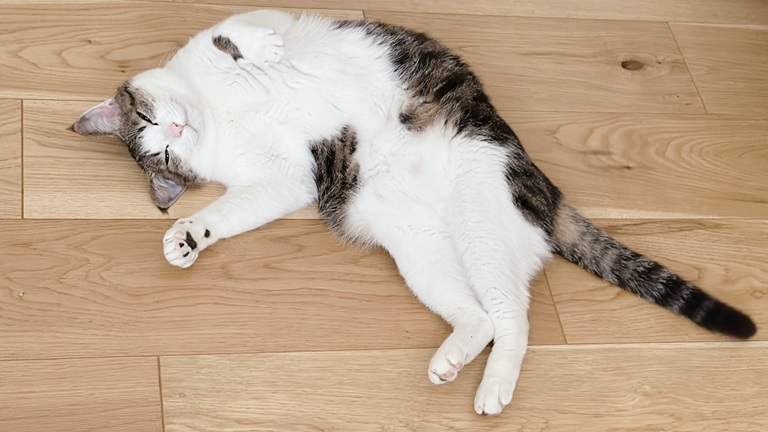 寝てる猫
